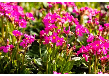 Primula rosea 'Gigas' - Garten-Rosen-Schlüsselblume