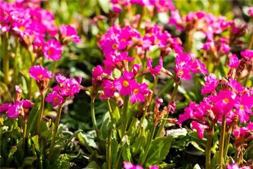 Garten-Rosen-Schlüsselblume - Primula rosea 'Gigas'