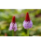 Orchideen-Schlüsselblume - Primula vialii