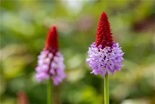 Orchideen-Schlüsselblume - Primula vialii