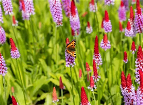 Orchideen-Schlüsselblume - Primula vialii