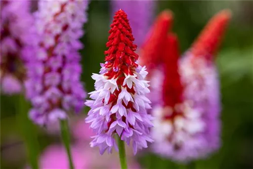 Orchideen-Schlüsselblume - Primula vialii