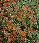 Garten-Sonnenröschen - Helianthemum x cult.'Bronzeteppich'