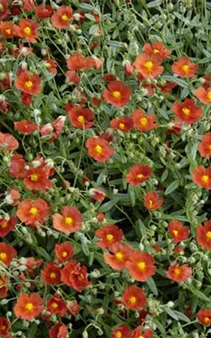 Helianthemum x cult.'Bronzeteppich'