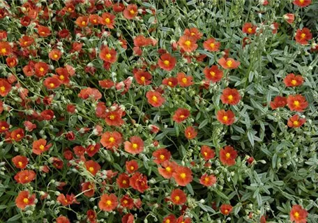 Helianthemum x cult.'Bronzeteppich' - Garten-Sonnenröschen