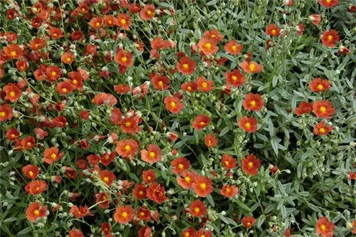 Garten-Sonnenröschen - Helianthemum x cult.'Bronzeteppich'