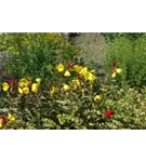 Garten-Nachtkerze - Oenothera pilosella 'Yella Fella'