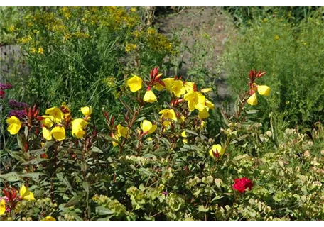 Oenothera pilosella 'Yella Fella' - Garten-Nachtkerze