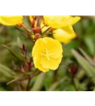 Garten-Nachtkerze - Oenothera pilosella 'Yella Fella'