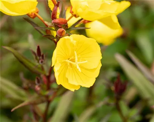 Garten-Nachtkerze - Oenothera pilosella 'Yella Fella'