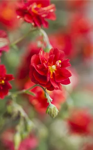 Helianthemum x cult.'Cerise Queen'