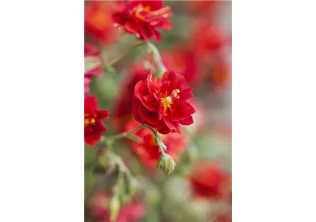 Helianthemum x cult.'Cerise Queen' - Garten-Sonnenröschen