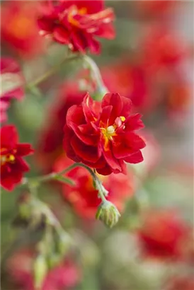 Garten-Sonnenröschen - Helianthemum x cult.'Cerise Queen'