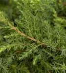 Kriechwacholder 'Green Carpet' - Juniperus com.'Green Carpet'