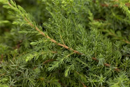 Kriechwacholder 'Green Carpet' - Juniperus com.'Green Carpet'