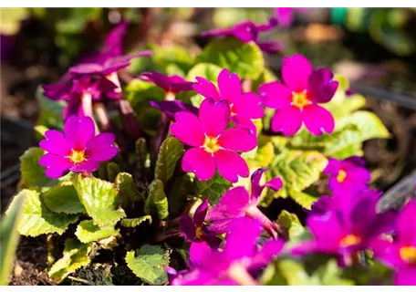 Primula x pruhoniciana 'Wanda' - Garten-Kissen-Schlüsselblume