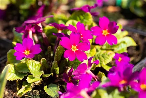 Garten-Kissen-Schlüsselblume - Primula x pruhoniciana 'Wanda'