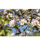 Gemeiner Apfel - Malus sylvestris CAC - Baum