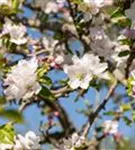 Gemeiner Apfel - Malus sylvestris CAC