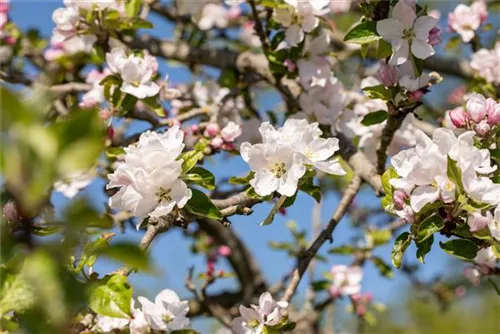 Gemeiner Apfel - Malus sylvestris CAC - Baum