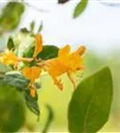 Gold-Geißschlinge - Lonicera tellmanniana