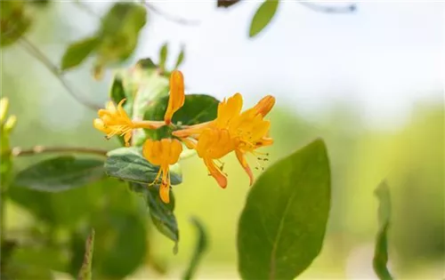 Gold-Geißschlinge - Lonicera tellmanniana