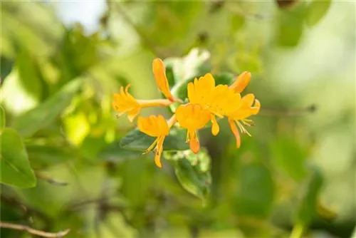 Gold-Geißschlinge - Lonicera tellmanniana