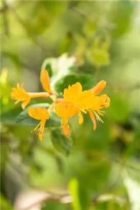 Gold-Geißschlinge - Lonicera tellmanniana