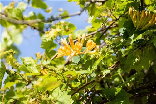 Gold-Geißschlinge - Lonicera tellmanniana