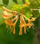 Gold-Geißschlinge - Lonicera tellmanniana