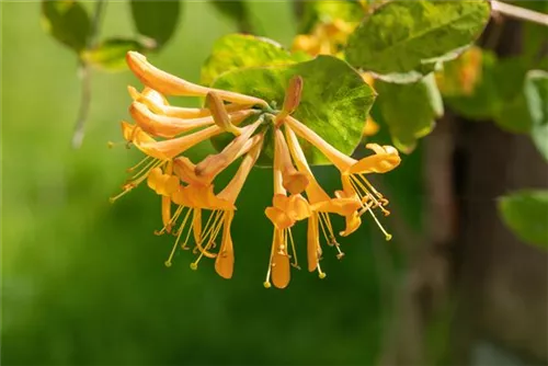 Gold-Geißschlinge - Lonicera tellmanniana