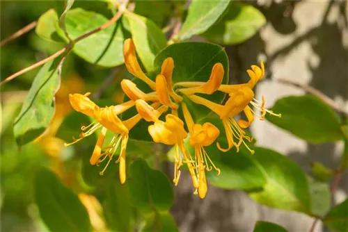 Gold-Geißschlinge - Lonicera tellmanniana