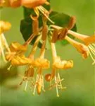 Gold-Geißschlinge - Lonicera tellmanniana