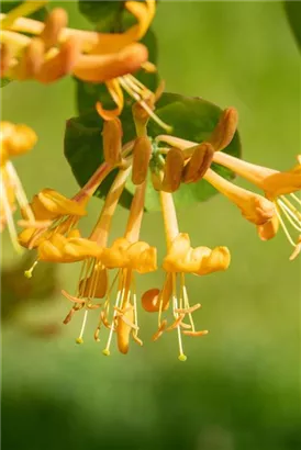 Gold-Geißschlinge - Lonicera tellmanniana