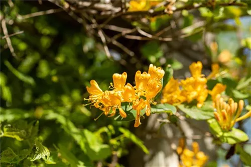 Gold-Geißschlinge - Lonicera tellmanniana