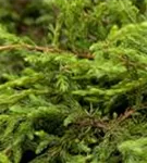 Kriechender Wacholder - Juniperus com.'Repanda'