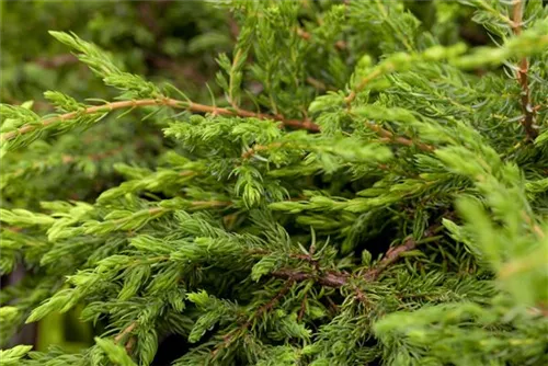 Kriechender Wacholder - Juniperus com.'Repanda'