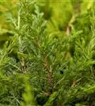 Kriechender Wacholder - Juniperus com.'Repanda'