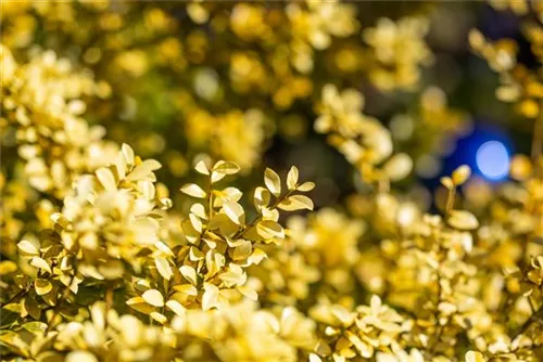 Gelber Berg-Ilex - Ilex crenata 'Golden Gem'