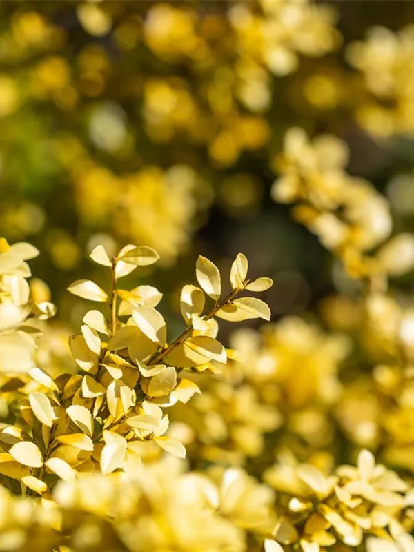 Gelber Berg-Ilex - Ilex crenata 'Golden Gem'