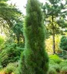 Schwarzkiefer 'Green Tower' - Pinus nigra 'Green Tower'