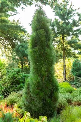 Schwarzkiefer 'Green Tower' - Pinus nigra 'Green Tower'