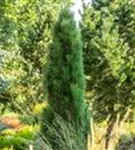 Schwarzkiefer 'Green Tower' - Pinus nigra 'Green Tower'