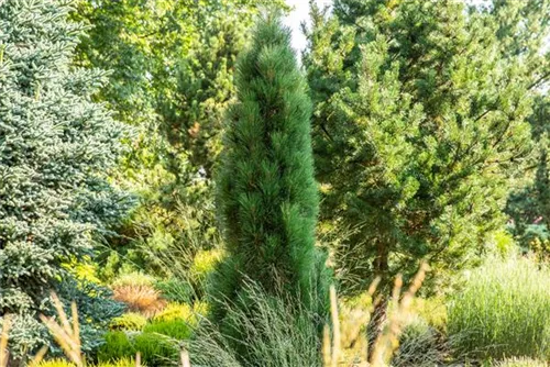 Schwarzkiefer 'Green Tower' - Pinus nigra 'Green Tower'