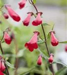 Garten-Bartfaden - Penstemon barbatus 'Coccineus'