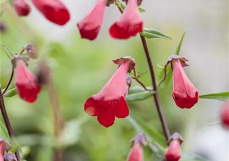 Penstemon barbatus 'Coccineus' - Garten-Bartfaden