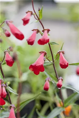 Garten-Bartfaden - Penstemon barbatus 'Coccineus'