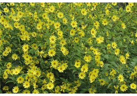 Helianthus microcephalus 'Lemon Queen' - Kleinblumige Garten-Sonnenblume