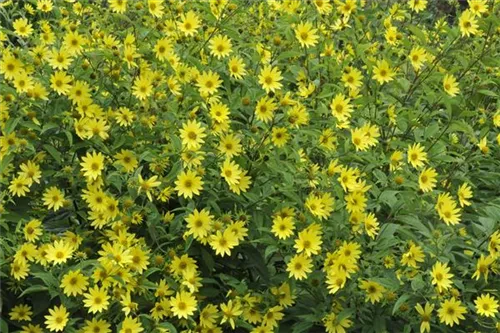 Kleinblumige Garten-Sonnenblume - Helianthus microcephalus 'Lemon Queen'