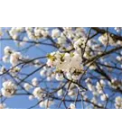 Fudschijama-Kirsche 'Shirotae' - Prunus serrulata 'Shirotae' CAC